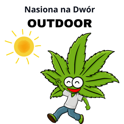 nasiona marihuany outdoor na dwór do uprawy na zewnątrz
