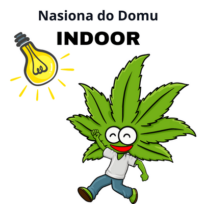 Nasiona marihauny indoor do uprawy w domu wewnątrz