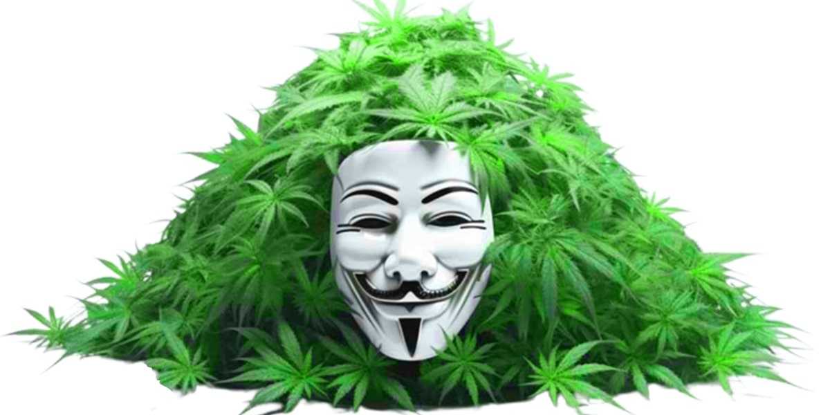 nasiona marihuany gratisy - dyskrecja i anonimowość