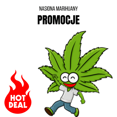 Nasiona marihuany promocje