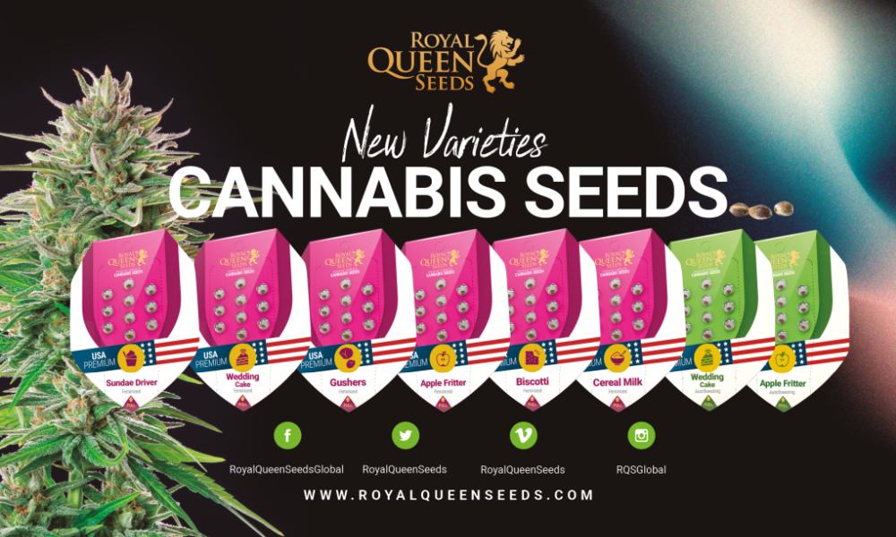 Royal Queen Seeds Nasiona