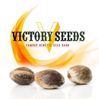 Victory Seeds Producent