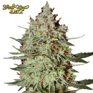 Cheese Green House Seeds