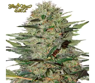 Exodus Cheese Automatic Green House Seeds