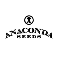 x Anaconda Seeds