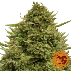 Pineapple Chunk - Barneys Farm - Nasiona Marihuany