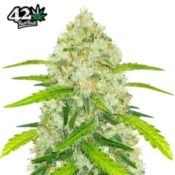 Original Auto Chemdawg | FastBuds