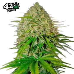 Grapefruit'matic | FastBuds