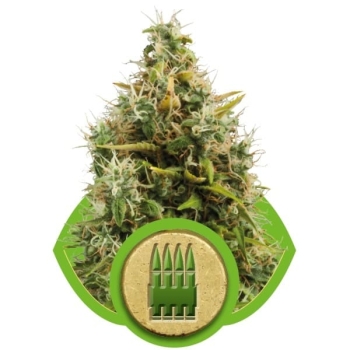Royal AK Automatic Royal Queen Seeds