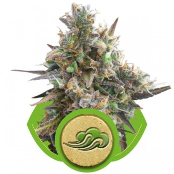 Royal Bluematic Automatic Royal Queen Seeds
