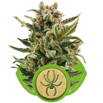 White Widow Automatic Royal Queen Seeds