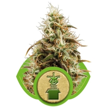 Royal Jack Automatic Royal Queen Seeds