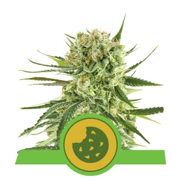 Royal Cookies Automatic / Royal Queen Seeds