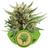 Sweet Skunk Automatic Royal Queen Seeds