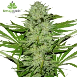 Mimosa Champagne | Female Seeds