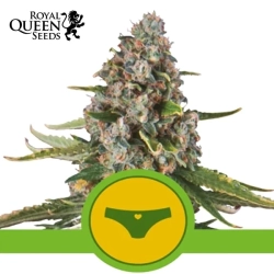 Sherbert Queen Auto | Royal Queen Seeds