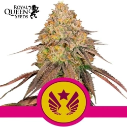 Legendary Punch Royal Queen Seeds