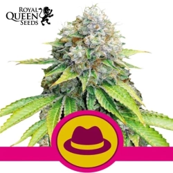 O.G. Kush Royal Queen Seeds