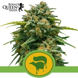 Sweet Skunk Automatic Royal Queen Seeds