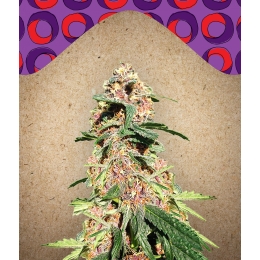 Red Purps | Female Seeds