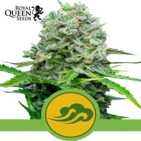 Royal Bluematic Automatic Royal Queen Seeds