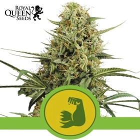 Hulk Berry Automatic | Royal Queen Seeds