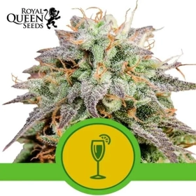 Mimosa Auto | Royal Queen Seeds