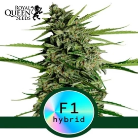 Orion F1 | Royal Queen Seeds