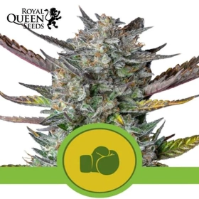 Purple Punch Auto | Royal Queen Seeds