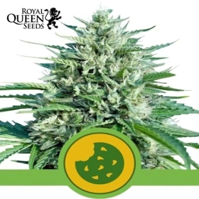 Royal Cookies Automatic / Royal Queen Seeds