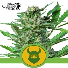 Royal Dwarf Automatic Royal Queen Seeds