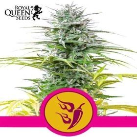 Speedy Chile Fast Royal Queen Seeds
