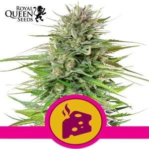 Blue Cheese Royal Queen Seeds