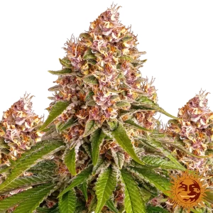 Pink Kush - Barney's Farm - Nasiona Marihuany