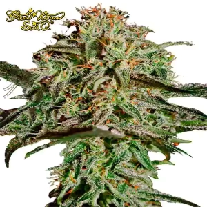 A.M.S - GREEN HOUSE SEEDS
