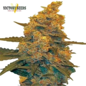 Auto Blow Dream | Victory Seeds