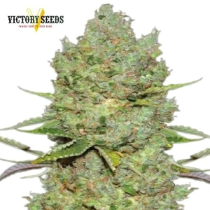 Auto Critical | Victory Seeds