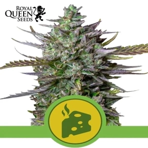 Blue Cheese Automatic Royal Queen Seeds
