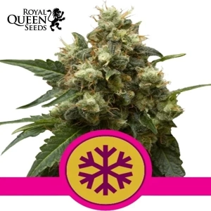 ICE Royal Queen Seeds