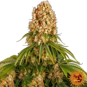 Orange Sherbert - Barney's Farm - Nasiona Marihuany