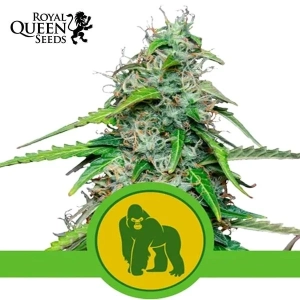 Royal Gorilla Automatic Royal Queen Seeds