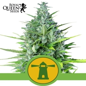 Royal Haze Automatic Royal Queen Seeds