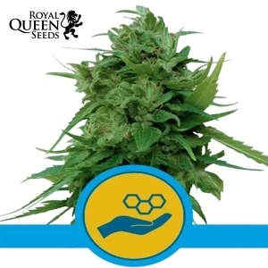 Solomatic CBD Automatic Royal Queen Seeds