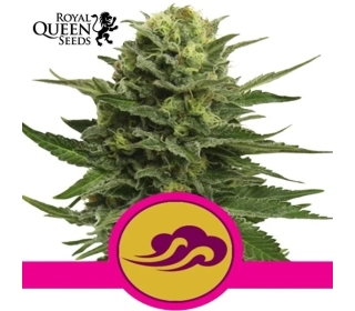 Blue Mystic Royal Queen Seeds