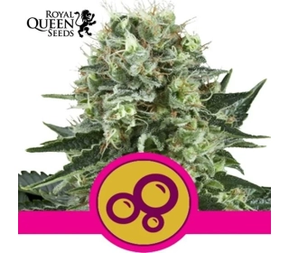 Bubble Kush Royal Queen Seeds