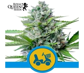 Fast Eddy Automatic Royal Queen Seeds