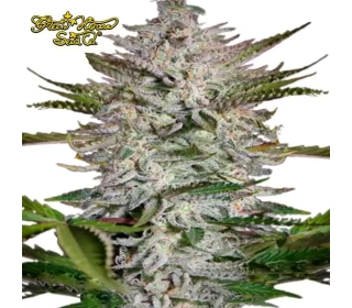 Holy Punch GREEN HOUSE SEEDS
