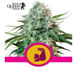 HulkBerry Royal Queen Seeds