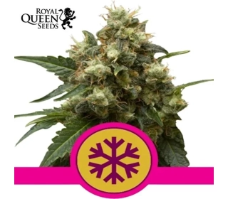 ICE Royal Queen Seeds