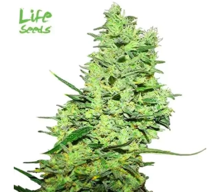 Moby Dick | Life Seeds